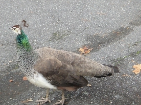 Peahen watching intently